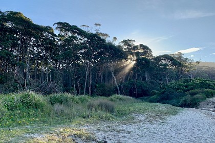 Thursday 26 May, 2022 Depot Beach is one of the few places left in NSW where the trees grow to the water's edge. There is only a handful of these  littoral forests  left along the 2,100 Kms of NSW coastline.