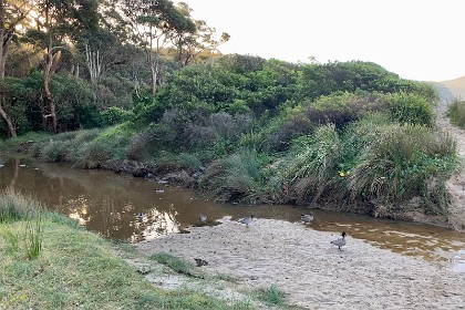 Thursday 26 May, 2022 Wood Ducks mess around in a tidal pool near the beach.