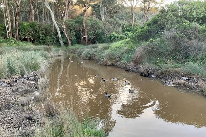 Thursday 26 May, 2022  "All native duck species are protected and the most common native species found throughout NSW are the Pacific Black Duck and the Australian Wood Duck."