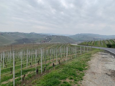 Monday, 13 March 2023 Vineyards...according to Bel Piemonte, Neive is called the land of four wines; Barbaresco (from Niebbiolo grapes), Barbera (from Barbera grapes), Dolcetto d'Alba (from Dolcetto grapes) & Moscato d'Asti (from Muscat grapes)                                                                                                                      Monday, 13 March 2023 Vineyards...Neive is called the land of four wines: Barbareswco (from Nebbiolo grapes), Barbera (from Barbera grapes), Dolcetto d'Alba (from Dolcetto grapes), & Moscato d'Asti (from Muscat grapes).