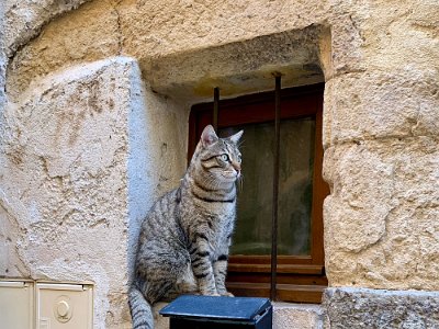 Monday, 6 March 2023 Monsieur pussy cat near The Arcades