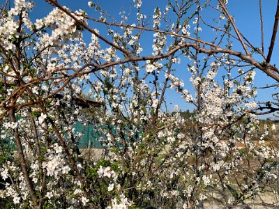 Monday, 6 March 2023 Blossoms on Route de la Mer near Sussie's place