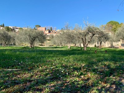 Saturday, 11 March 2023 An old olive orchard