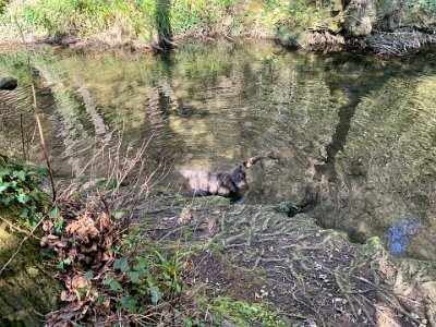 Sunday, 5 March 2023 Harry looks for stones or fish...he loves the water.  Susie said he has caught some little fish but mostly loves trying to catch te stones she throws.