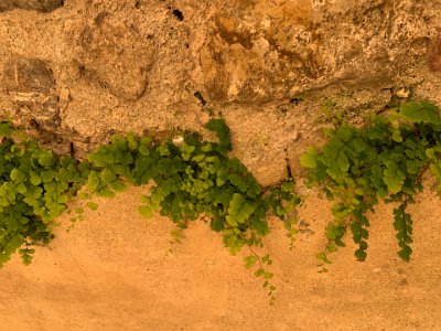 Thursday, 16 March 2023 ...& going (but I did get distracted by the darn maidenhair fern growing on the wall!!  Why can't I get it to grow like this at home?!)...