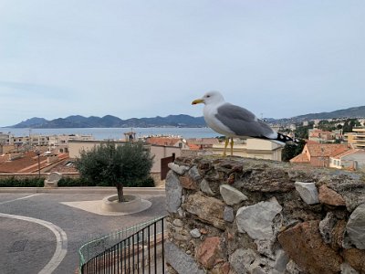 Thursday, 9 March 2023 Funny story...I'd seen these larger birds flying around & asked Sussie what they were?  Seagulls she replied.  Can't be, said I. Then this gull posed for me...she wuz right, again.  The gull, with red eye, yellow beak and red under jaw, is called the yellow-legged gull (Larus michahellis). "It is a large gull found in Europe, the Middle East and North Africa, that has recently achieved wide recognition as a distinct species."