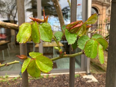 Tuesday, 14 March 2023 Climbing rose getting ready for summer blooming.