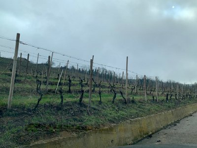 Tuesday, 14 March 2023 Some of the vines look really old.