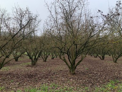 Tuesday, 14 March 2023 Alba is the home of Ferrero Rocher (you can tour the factory...we didn't).  I was told it's also the home of Nutella but I didn't see any signs for Nutella other than many, many hazelnut orchards.  An observation: the trees seem to be pruned to encourage low spreading growth...guess it makes it easier for harvesting.