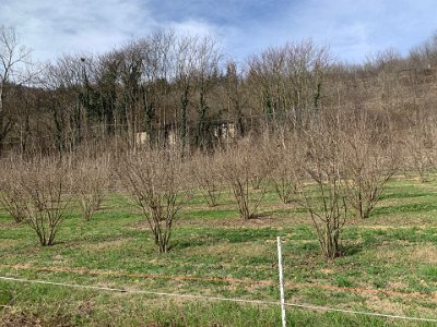 Tuesday, 14 March 2023 Gorzegno...& more nocciola orchards