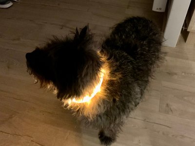 Wednesday, 15 March 2023 My plans to go to Menton foiled by the train strike...so I futzed around the apartment doing some kitchen unpacking for Sussie.  Here's Harry in his night walk collar!!