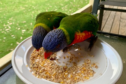 Monday, 04 March 2024 On our verandah, two  lorikeets stop by to say Hi.