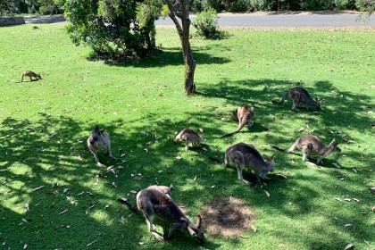 Monday, 04 March 2024 The front of our cabin has lots of kangaroos loitering around.