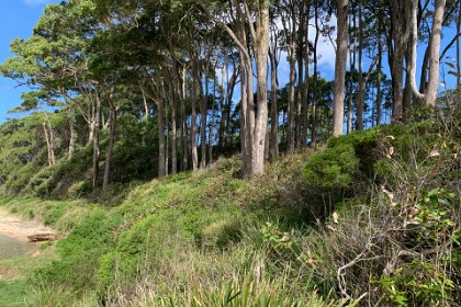 Monday, 04 March 2024 The trees of the riparian forest come right to the water's edge