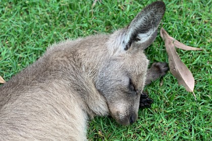 Monday, 04 March 2024 He was fast asleep and didn't budge wen we patted him (or  her)