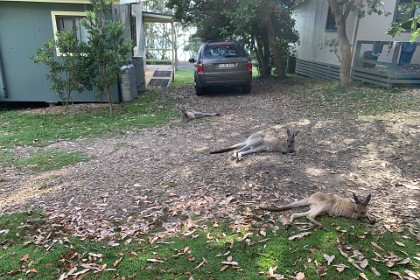 Wednesday 06, March 2024 After yesterday's excitement, we decide to take it easy today; as do our macropodic friends.