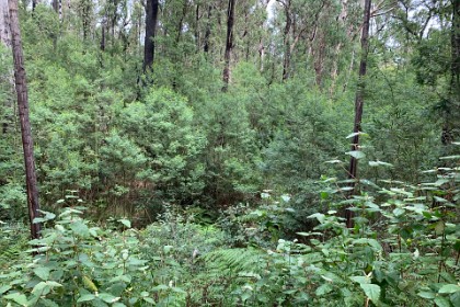 Wednesday 06, March 2024 The bushland is recovering but my stamina is poor.