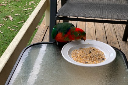 Thursday, 07 March 2024 A juvenile King Parrot visits us.