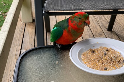 Thursday, 07 March 2024 Beautiful, friendly little bird, just like the adults.