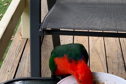 Thursday, 07 March 2024 A adult male King Parrot arrives shortly after.