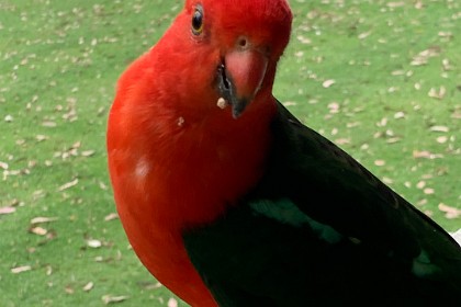 Thursday, 07 March 2024 A male King Parrot comes to visit.