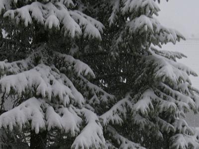 Tuesday 11  April, 2006   Snow on the connifers (Norway Spruce perhaps) look like pictures from a Xmas card. Look closely and you can see the falling snow.