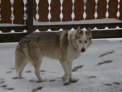 Tuesday 11  April, 2006   This wolf-like dog belonged to the owners.