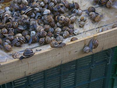 Tuesday 28 March, 2006  Live snails!  It's not just the French who eat garden pests.