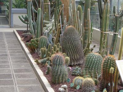 Wednesday 5 April, 2006  There was also a cactus nursery. For someone from a hot climate, it seems strange to grow cactus indoors.