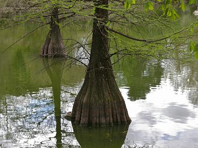 Wednesday 5 April, 2006  These trees, Cypress swamps (Taxodium distichum), were imported from northern Mexico and their main feature is that part of their trunks and roots are under water.