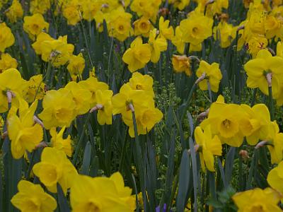 Wednesday 5 April, 2006  Daffodils are the other lasting memory of Madrid.