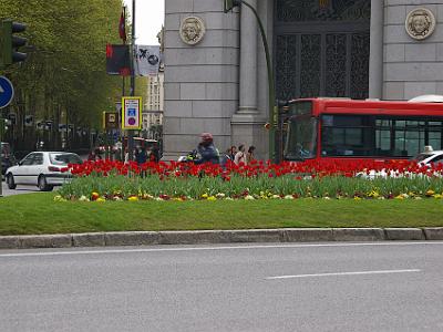 Friday 7 April, 2006  Tulip garden opposite the Bank of Spain.