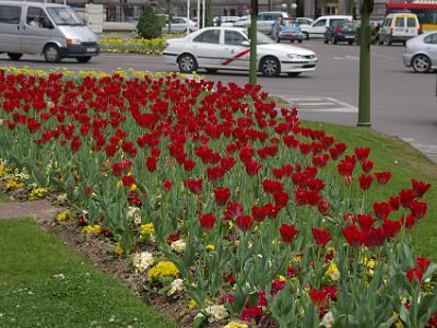 Friday 7 April, 2006  The tulip bed as we cross the road.