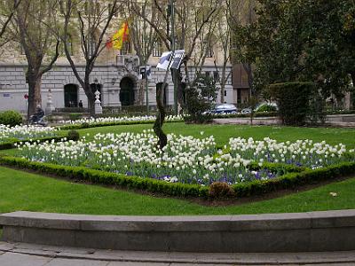 Friday 7 April, 2006  White tulips in a garden down the centre of the Paseo.