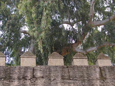 Friday 24 March, 2006  Eucalypts grow very well in Andalusia.