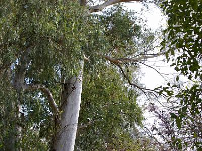 Friday 24 March, 2006  Eucalypts are very common in Southern Spain.