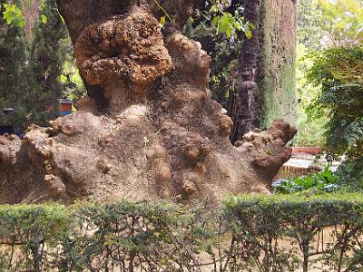 Sunday 26 March, 2006  Along the way we spotted this huge, gnarled tree - probably planted hundreds of years ago.