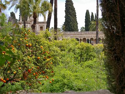 Sunday 26 March, 2006  Interesting to see orange trees as part of the gardens.