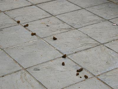 Monday 27 , 2006  This really upset me in Spain: dog poop everywhere.