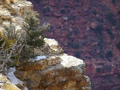 Thursday 9 March, 2006  It's amazing what clings to life on the canyon rim.