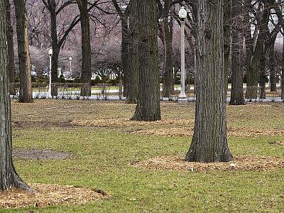 Monday 20 March, 2006  The trees in the park are very mature.